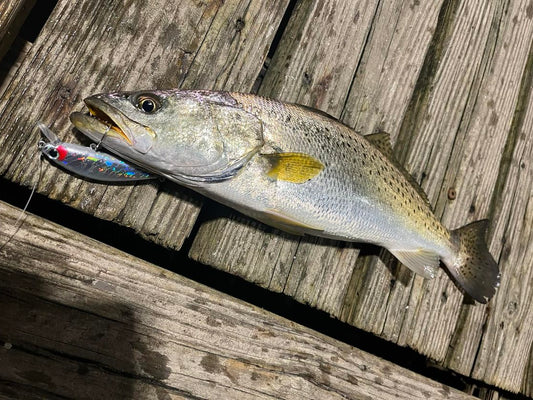Inline Singe Hook Speckled Trout Catch