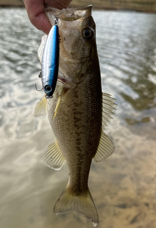 Winter Topwater Tactics? Downsizing for Success in Bass Fishing!
