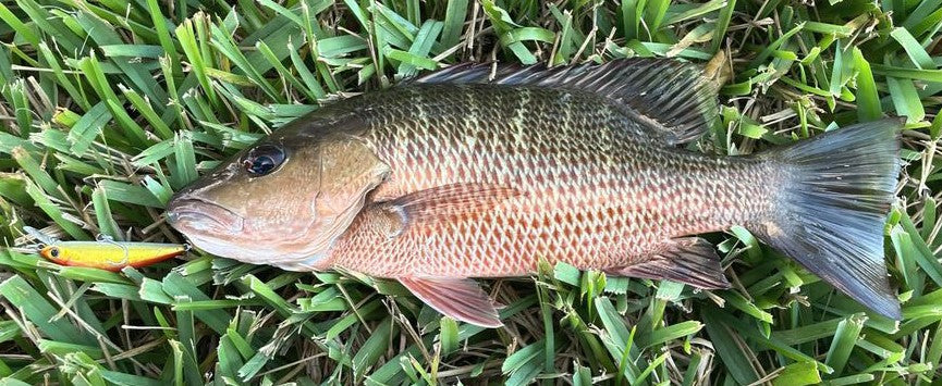 2 Inch Sinking Jerkbait