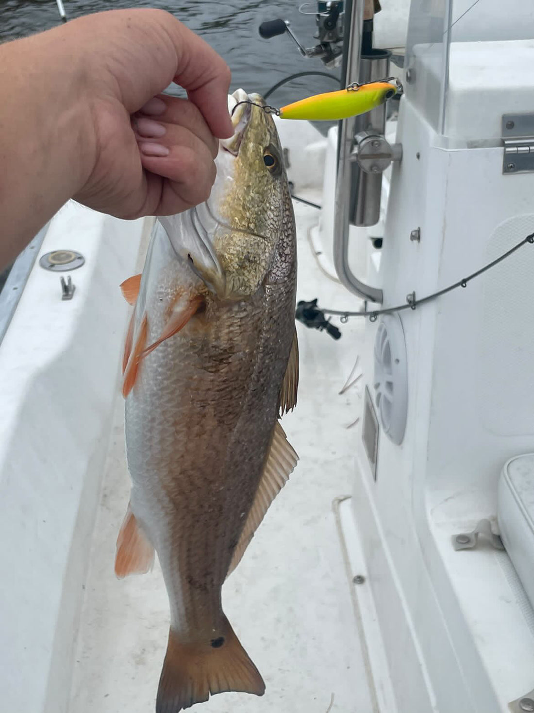 A Redfish Lure Like no Other- the 3 Inch Twitchbait