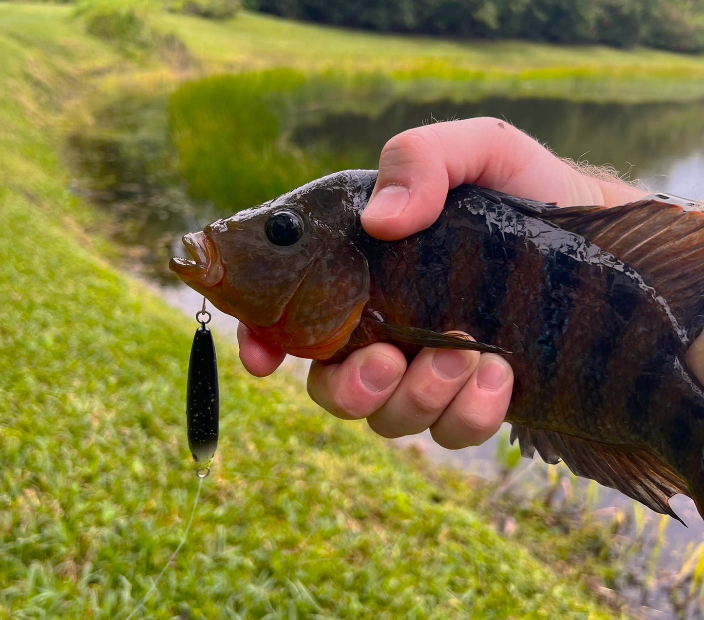 topwater mayan cichil taylor swift