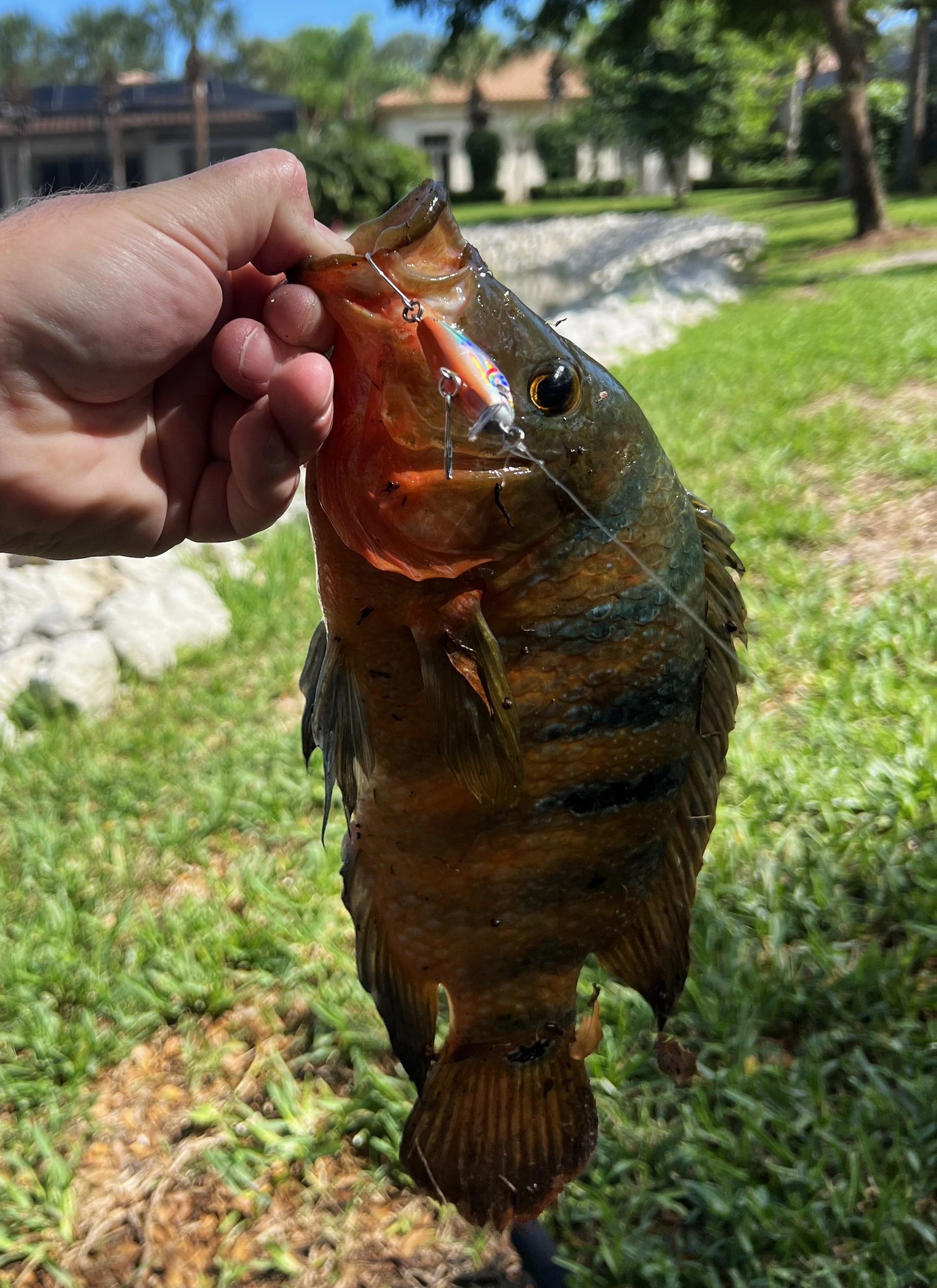 2 Inch Hybrid Sinking Crankbait