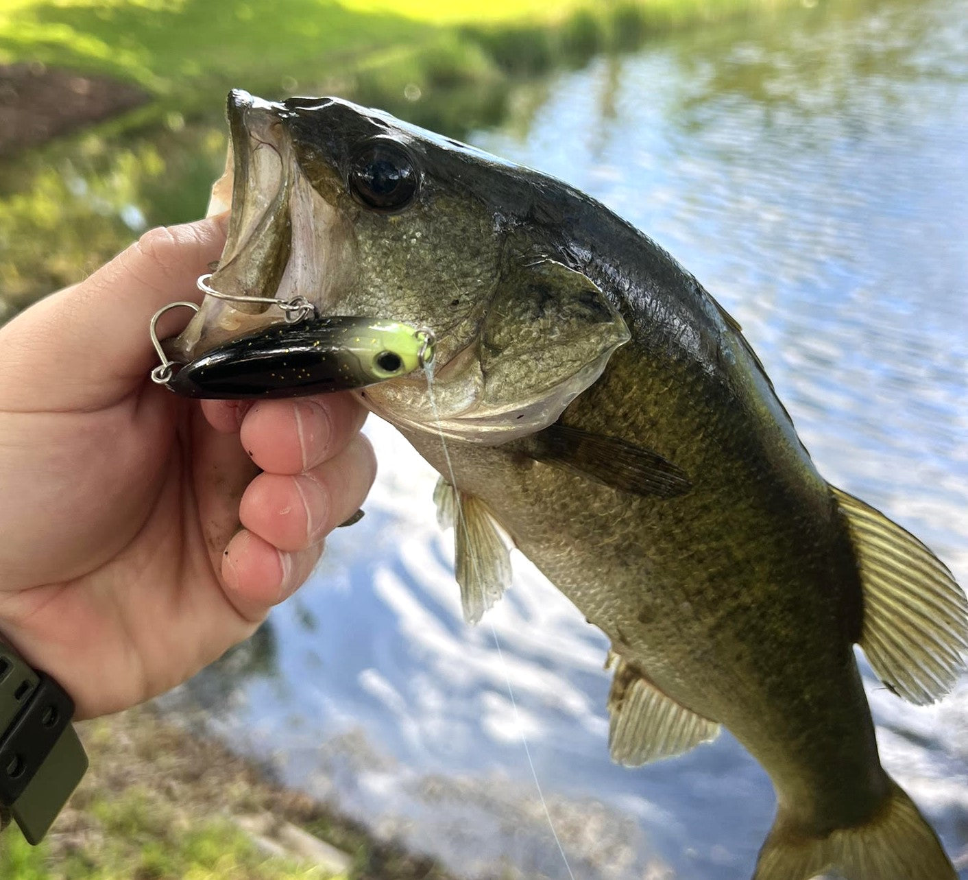 largemouth bass topwater travis kelce